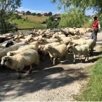 Shepherd with his flock in Transylvania