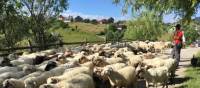 Shepherd with his flock in Transylvania