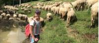 girl hiking through a flock of sheep in the foothills of the Bucegi Mountains in Transylvania |  <i>Kate Baker</i>