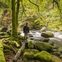 Hiking in the Birks of Aberfeldy on the Rob Roy Way | Kenny Lam