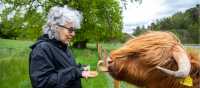 Feeding local Highland Cows along the West Highland Way