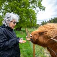 Feeding local Highland Cows along the West Highland Way