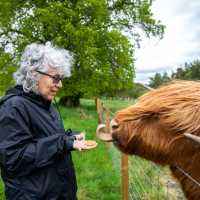 Feeding local Highland Cows along the West Highland Way