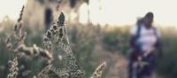 Spider web on the Camino | @timcharody