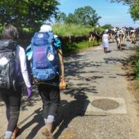 Pilgrims hiking through rural villages along the Camino Frances in Spain | Gesine Cheung