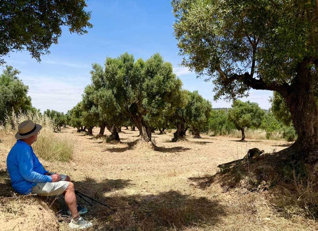 Sitting in the shade of an ancient olive tree