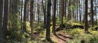 Following the Sörmland Trail through the forest