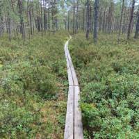 Forest route on the Sörmland Trail