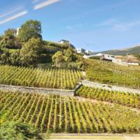 Vaud vineyards | Dana Garofani