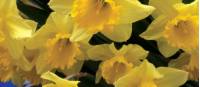 Spectacular yellow golden Daffodils |  <i>Michele Eckersley</i>