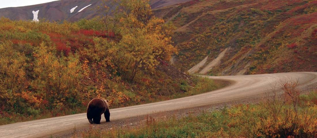 Wild Grizzly walking the local roads |  <i>Jake Hutchins</i>