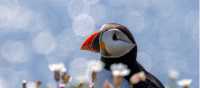 Atlantic Puffins colonies are found throughout the islands | Piet van den Bemd