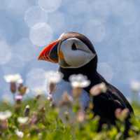 Atlantic Puffins colonies are found throughout the islands | Piet van den Bemd
