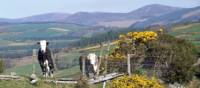 Wicklow Way | Footfalls Walking Holidays