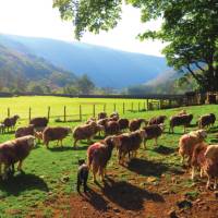 Herdwick Sheep, Stonethwaite | John Millen