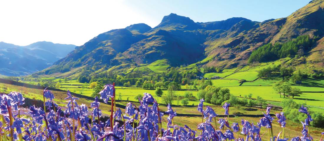Bluebells and the pikes, Great Langdale |  <i>John Millen</i>