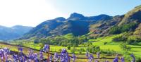 Bluebells and the pikes, Great Langdale | John Millen