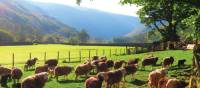 Herdwick Sheep, Stonethwaite | John Millen