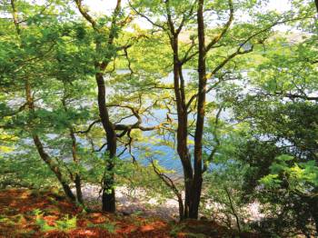 Sunny woodland on the shore of Coniston Water&#160;-&#160;<i>Photo:&#160;John Millen</i>