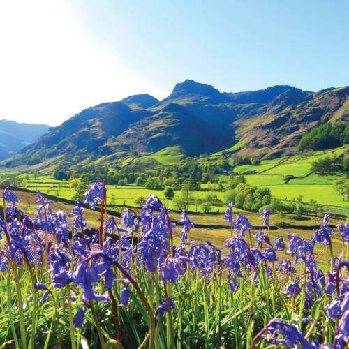 Bluebells and the pikes, Great Langdale