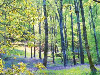 Bluebell woods near Coniston&#160;-&#160;<i>Photo:&#160;John Millen</i>