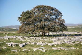 Oak and limestone pavement, Dales Way