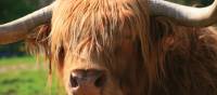 Highland Coo