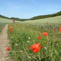 Poppies on the trail | Andrew Bowden