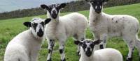 Black faced sheep of Reeth