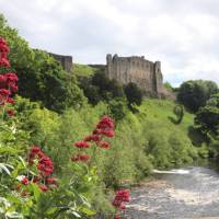 Looking downstream through Valerian flowers to Richmond Castle | John Millen