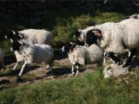 Swale dale sheep