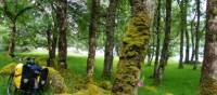 Taking a forest break along the Great Glen Cycleway, Scotland | Chris Booth