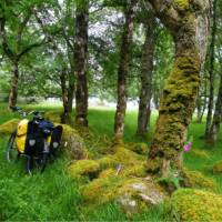 Taking a forest break along the Great Glen Cycleway, Scotland | Chris Booth