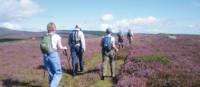 Walking through heather on the Wicklow Way