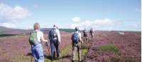 Walking through heather on the Wicklow Way