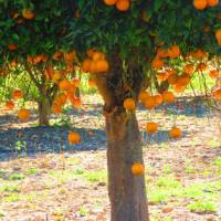 Orange trees at Kato Akourdhalia | John Millen