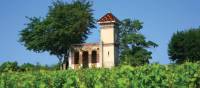 Vineyards above Meursault