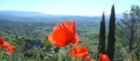 Find poppies on a summer walk around Gordes