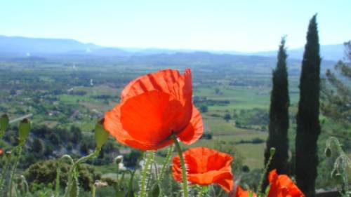 Find poppies on a summer walk around Gordes