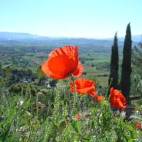 Find poppies on a summer walk around Gordes