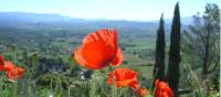 Poppies taking in the views around Gordes