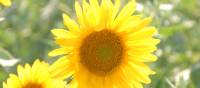 Sun flowers in Luberon, France