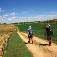 Vineyard walking