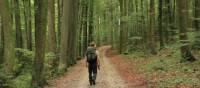 Walking through the Beech Forests of Bavaria | Will Copestake