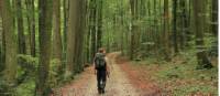 Walking through the Beech Forests of Bavaria |  <i>Will Copestake</i>