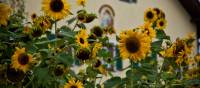 Sunflowers on King Ludwig's Way | Will Copestake