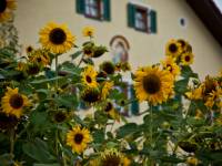 Sunflowers on King Ludwig's Way |  <i>Will Copestake</i>