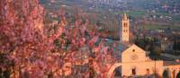 Assisi through the blossom