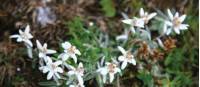 Edelweiss in the Dolomites