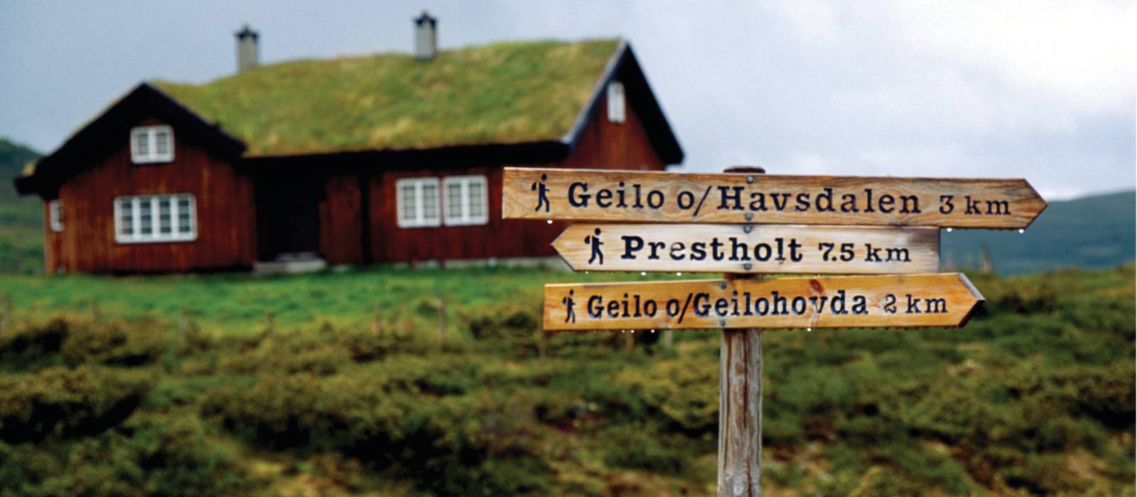 Traditional turf rooved house above Geilo